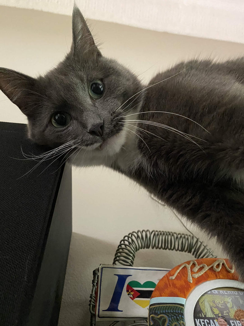 Customer pet photo