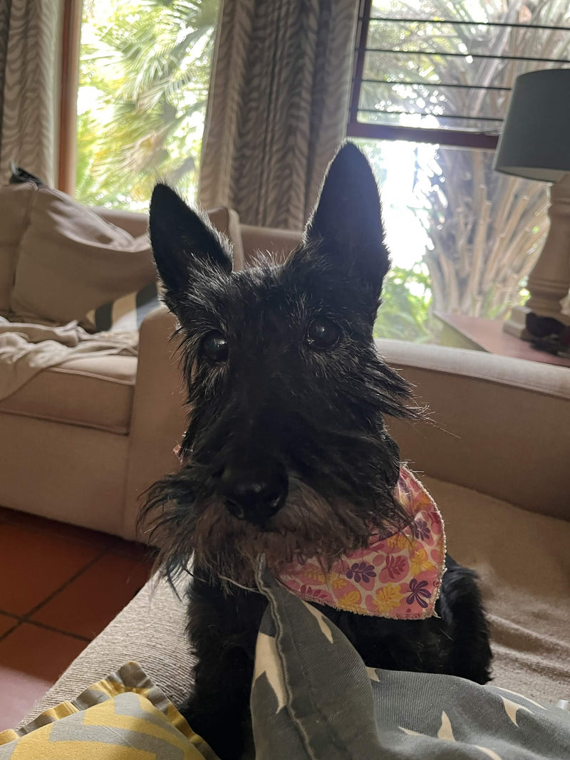 Customer pet photo