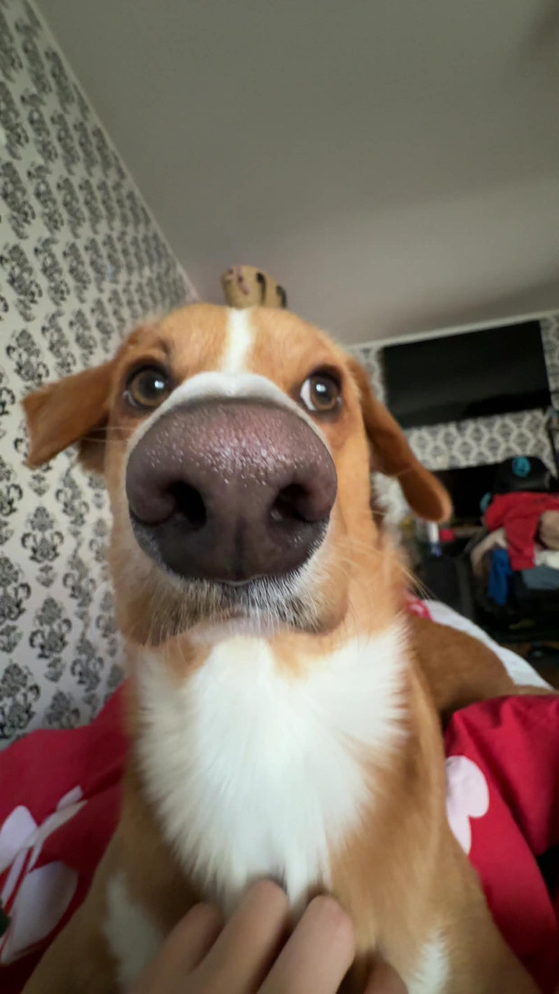 Customer pet photo