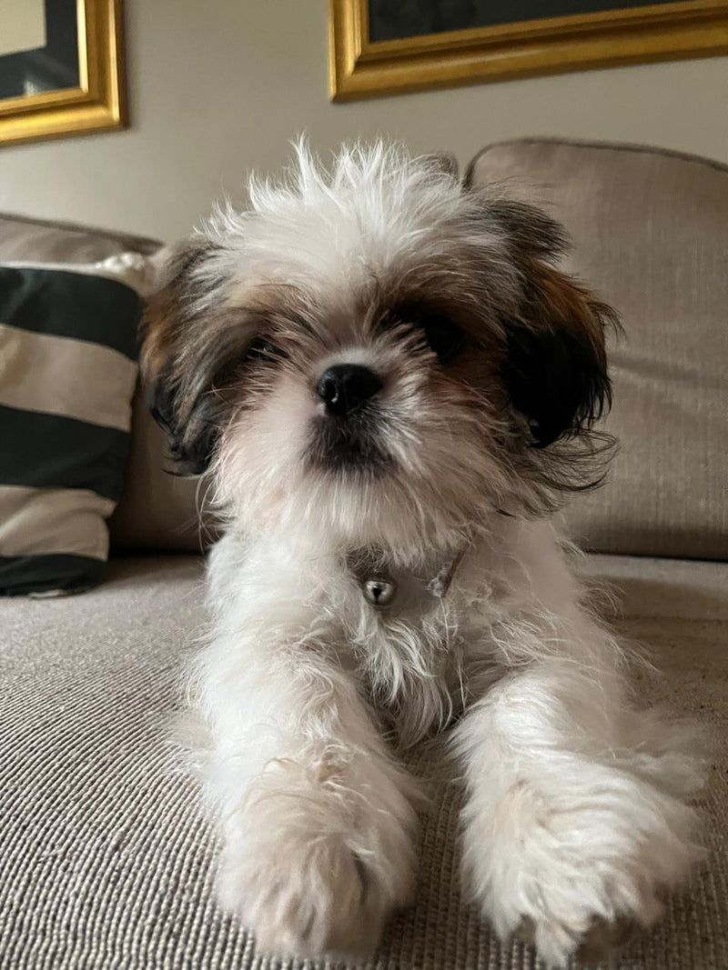 Customer pet photo