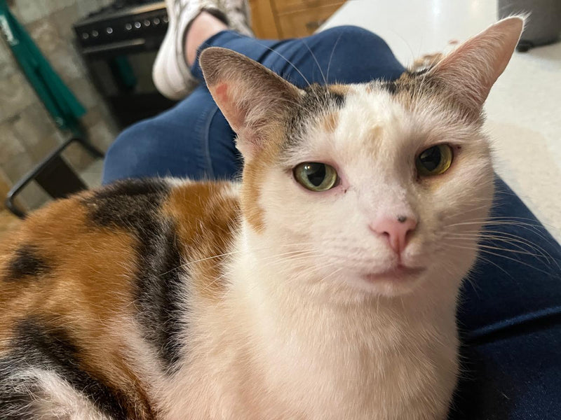 Customer pet photo