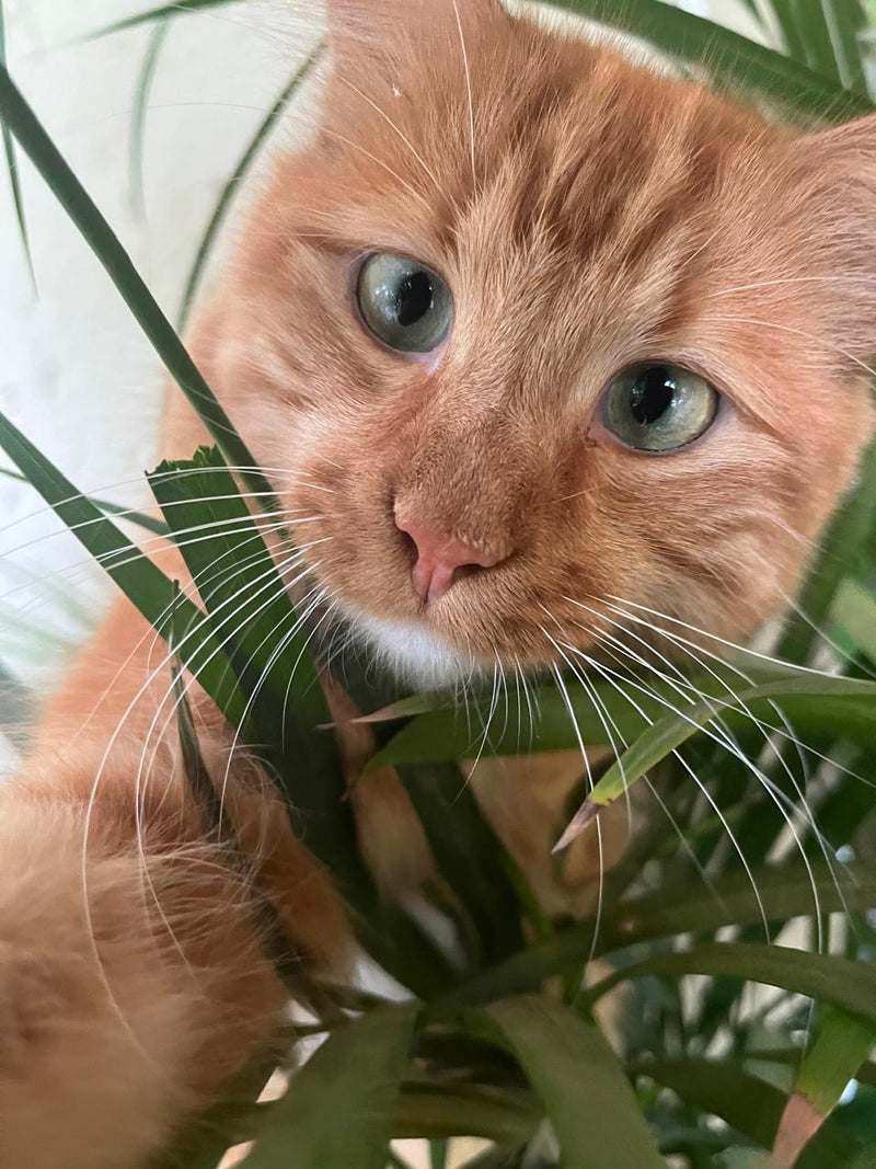 Customer pet photo
