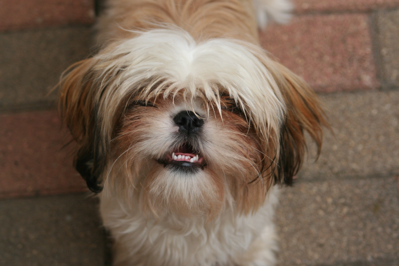 Customer pet photo